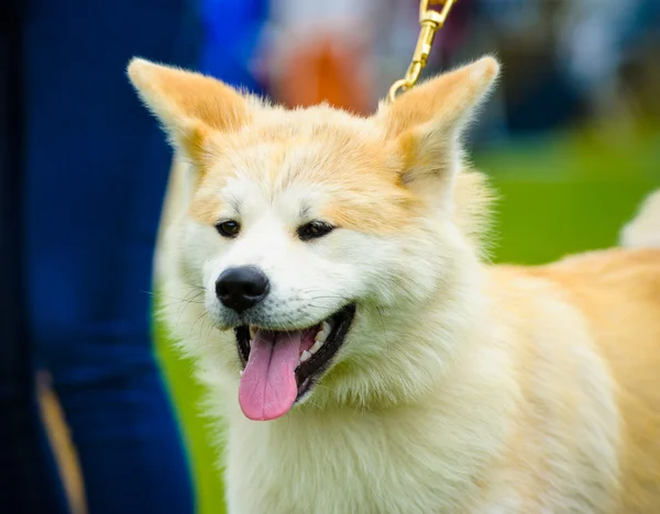 Erwachsener süßer Hund — Stockfoto