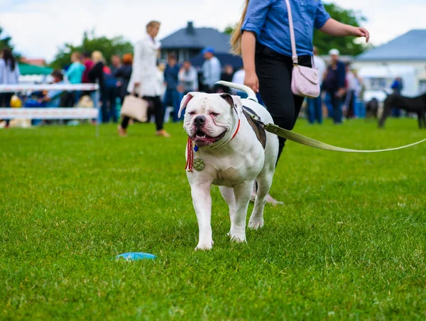 Erwachsener süßer Hund — Stockfoto