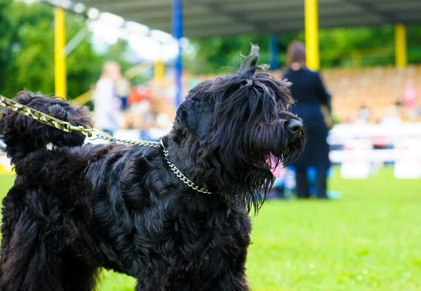 Cane adulto carino — Foto Stock