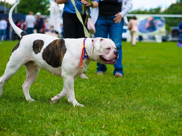 Volwassen schattige hond — Stockfoto