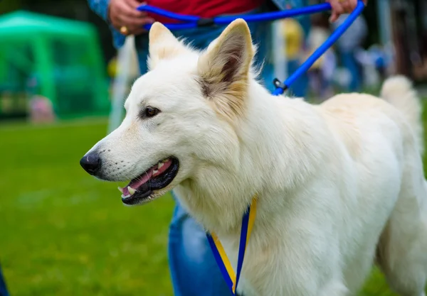 Perro lindo adulto — Foto de Stock