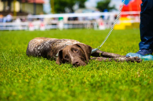 Adult cute Dog — Stock Photo, Image