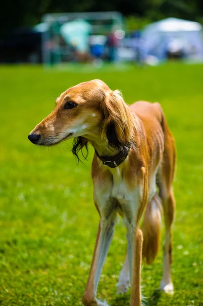 Volwassen schattige hond — Stockfoto