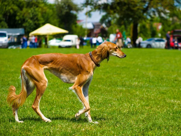 大人のかわいい犬 — ストック写真