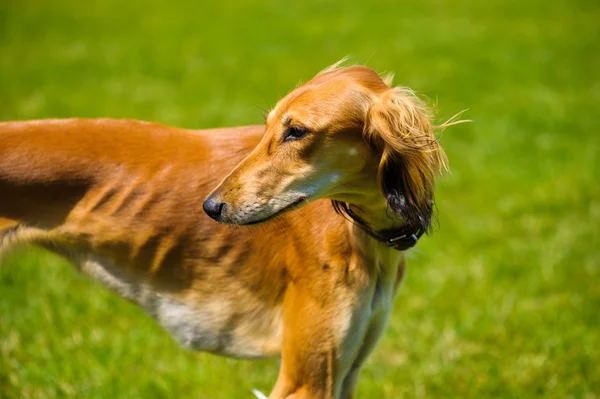 Adult cute Dog — Stock Photo, Image