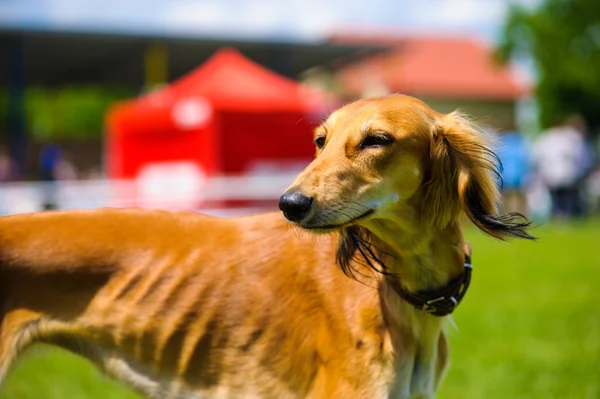 大人のかわいい犬 — ストック写真