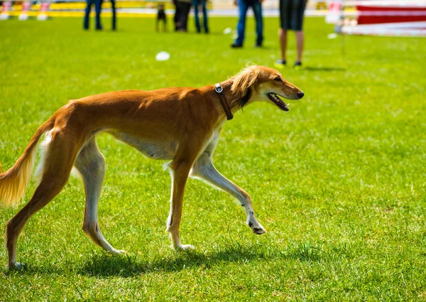 Cane adulto carino — Foto Stock