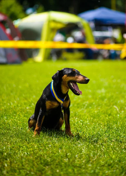 Cane adulto carino — Foto Stock