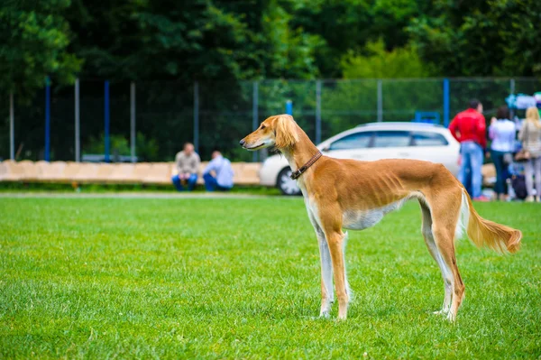 Chien mignon adulte — Photo