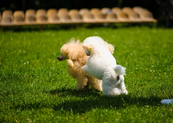 Cani adulti carino — Foto Stock