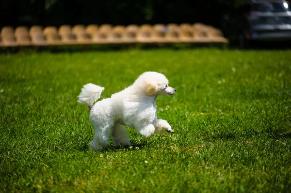 Adulto bonito cão — Fotografia de Stock