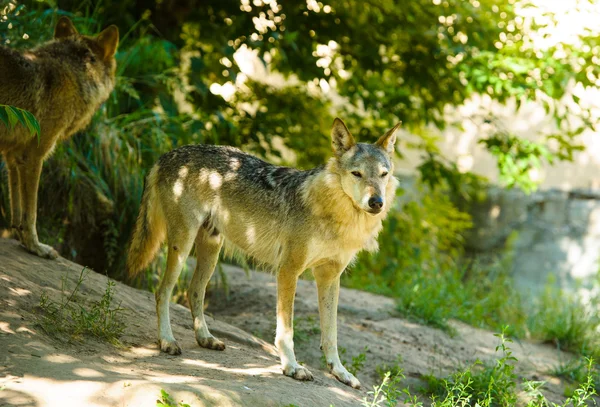 Grijze wild Wolfs — Stockfoto