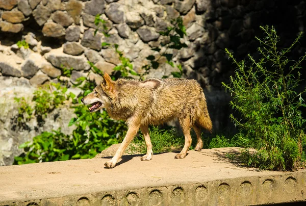 Lobo cinzento selvagem — Fotografia de Stock