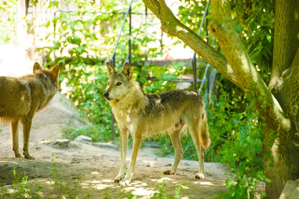 Gri vahşi Wolfs — Stok fotoğraf