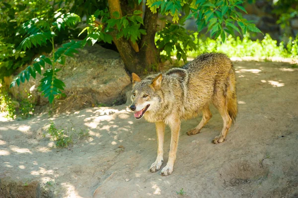野生の灰色オオカミ — ストック写真