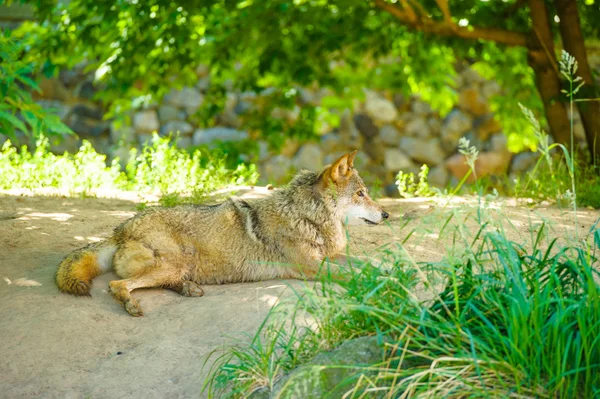 Wild grijze Wolf — Stockfoto