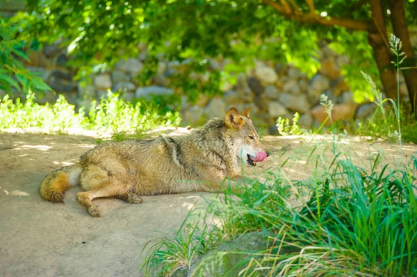 Lobo gris salvaje — Foto de Stock