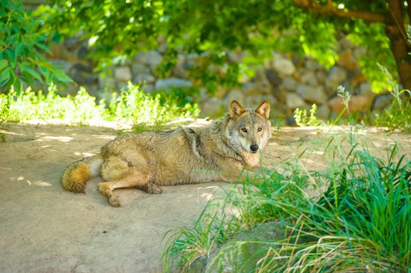Dziki wilk szary — Zdjęcie stockowe