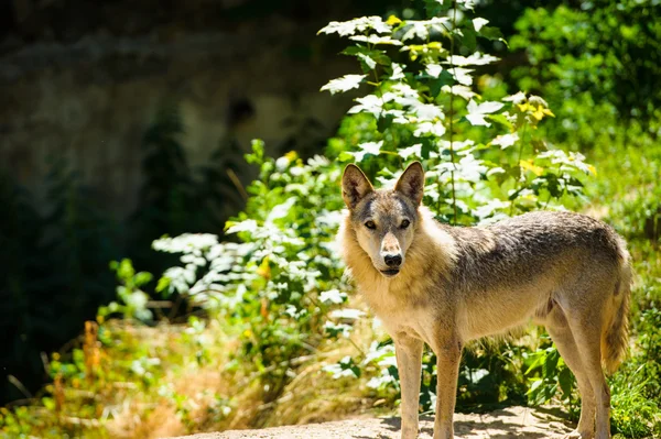 Wildgrauer Wolf — Stockfoto
