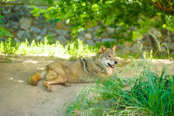 野生の灰色オオカミ — ストック写真