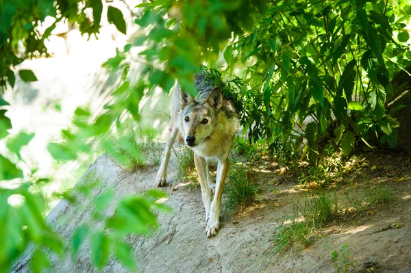 Wild grey Wolf — Stock Photo, Image