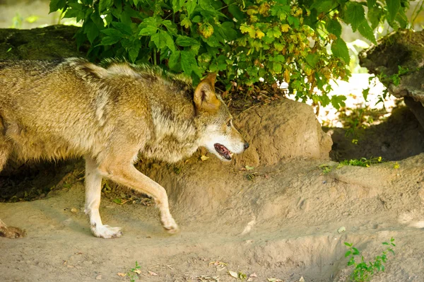 Wildgrauer Wolf — Stockfoto