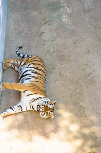 Big Amur Tiger — Stock Photo, Image