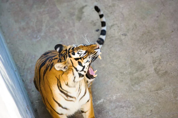 Big Amur Tiger — Stock Photo, Image