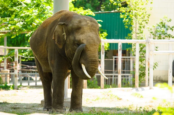 Big wild elephant — Stock Photo, Image