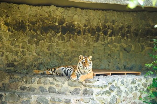 Gran tigre de Amur — Foto de Stock