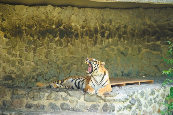 Big Amur Tiger — Stock Photo, Image