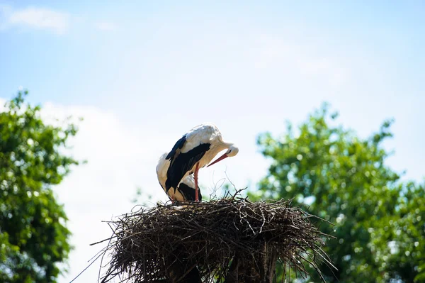 Twee witte ooievaars — Stockfoto