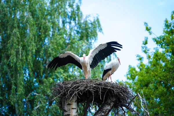 Zwei Weißstörche — Stockfoto