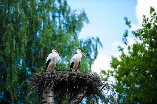 Дві Білі лелеки — стокове фото