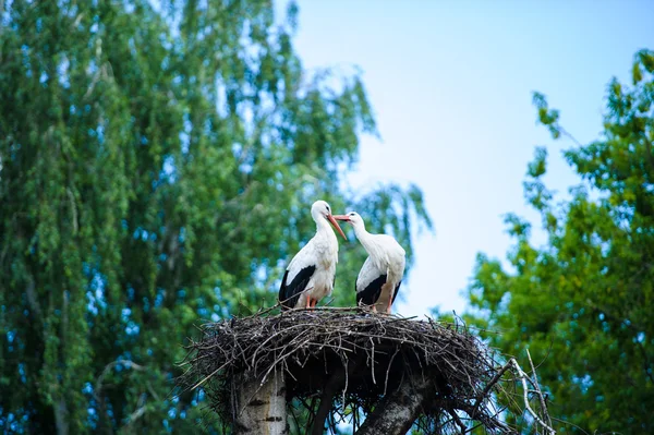 Zwei Weißstörche — Stockfoto