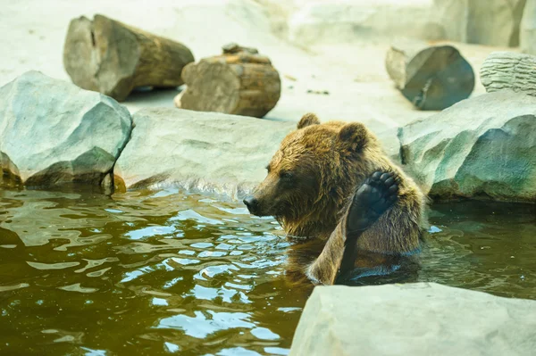 Медведь сидит в воде — стоковое фото