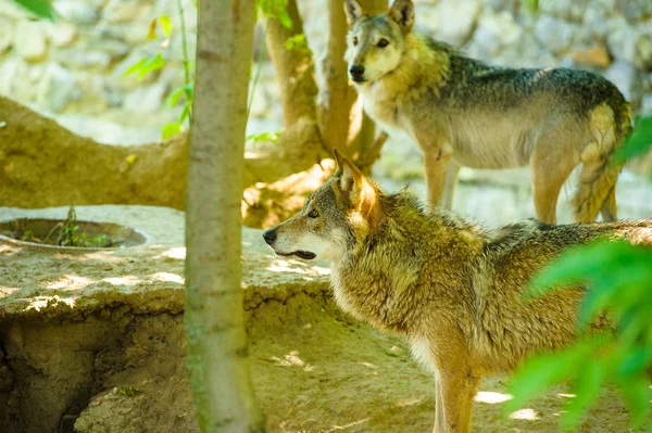 灰色の野生 Wolfs ロイヤリティフリーのストック画像