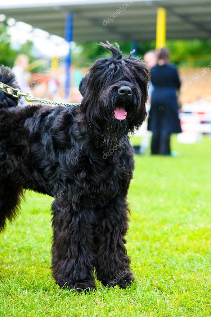Erwachsener Susser Hund Stockfoto C Yulia Zl18