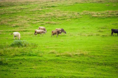 İnek Sürüsü dağlarda