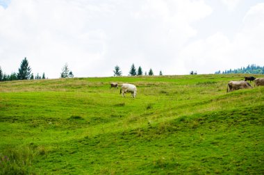 İnek Sürüsü dağlarda