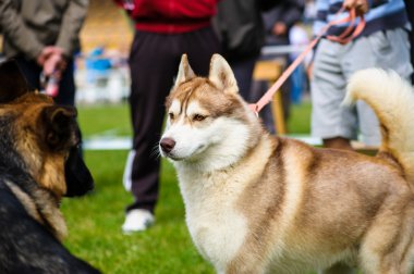 Yetişkin sevimli köpekler