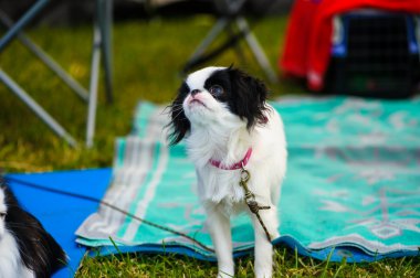 Yetişkin sevimli köpekler
