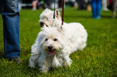 Yetişkin sevimli köpekler