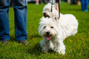 Yetişkin sevimli köpekler