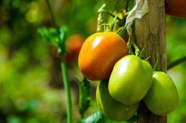 Bahçede domates yetiştiriyor.