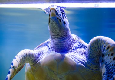 Güzel Kaplumbağa yüzme