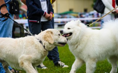Yetişkin sevimli köpekler