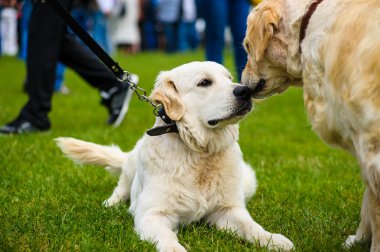 Yetişkin sevimli köpekler