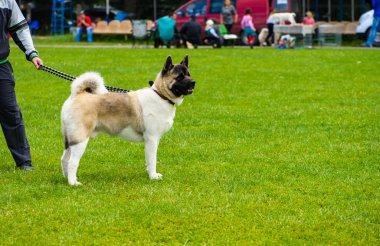 Yetişkin köpek