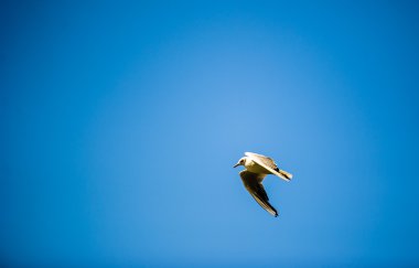 Arasında mavi gökyüzü uçan martı